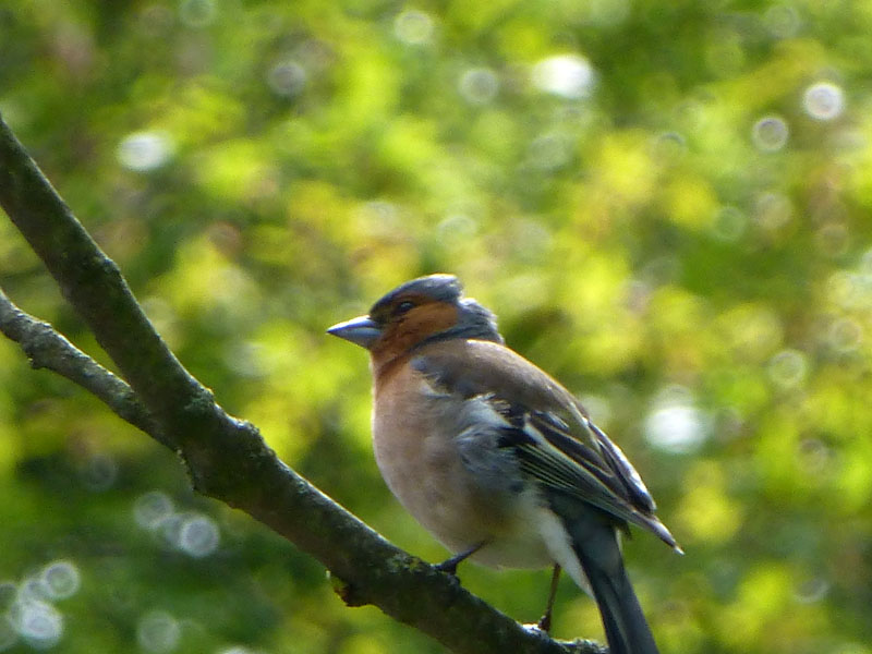 Chaffinch